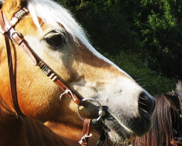 Zuchtstute Bonny (Haflinger, 1990, von Stern)