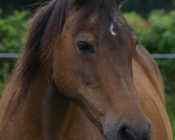 Zuchtstute Lady (Deutsches Reitpony, 1998)