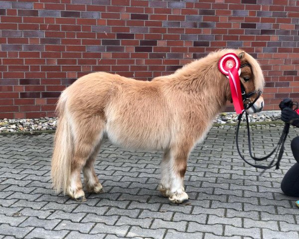Deckhengst Golden Little Lord (Shetland Pony (unter 87 cm), 2017, von Enzo v.d. Schellenkranz)