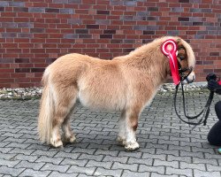 Pferd Golden Little Lord (Shetland Pony (unter 87 cm), 2017, von Enzo v.d. Schellenkranz)