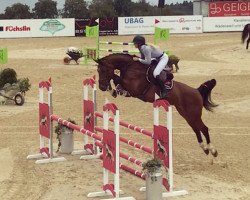 jumper Greytel (Hanoverian, 2015, from Grey Top)