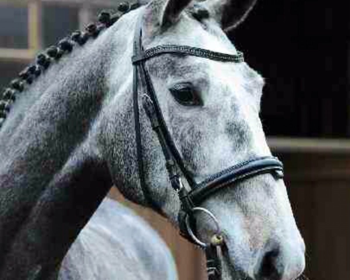 jumper Calidos Darling (Holsteiner, 2008, from Calido I)