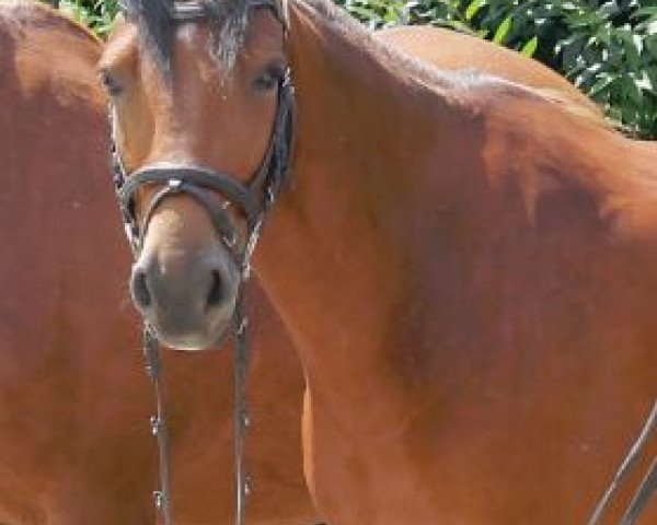 Pferd Darius (Deutsches Reitpony, 2012, von Da Capo)