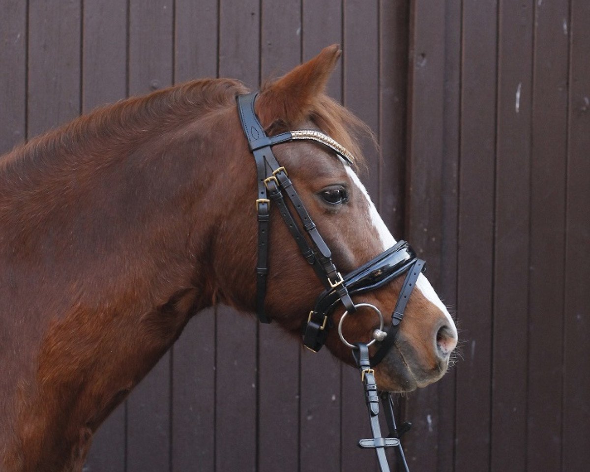 dressage horse Piccolina (German Riding Pony, 2006, from Nitendo)