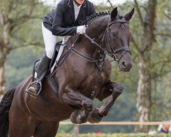 dressage horse Sally Field (Westphalian, 2009, from Swagman 2)