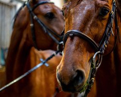 jumper Lennico (German Sport Horse, 2009, from Lentini)