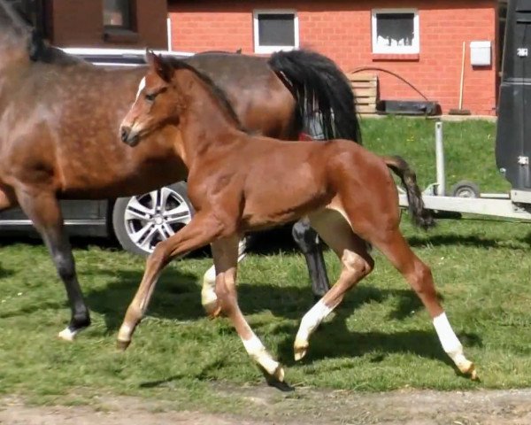 dressage horse Florejano (Hanoverian, 2020, from Fuechtels Floriscount OLD)