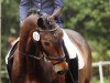 dressage horse My Baldovino (Holsteiner, 2007, from My Happy Guest xx)