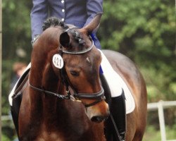 dressage horse My Baldovino (Holsteiner, 2007, from My Happy Guest xx)