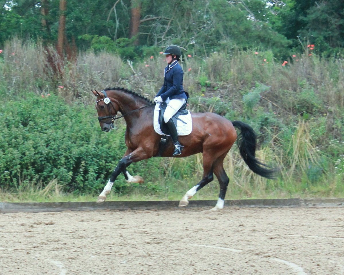 dressage horse Dante Alighieri A (Westphalian, 2014, from Dankeschön)
