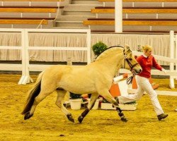 stallion Skanni (Fjord Horse, 2018, from Sogneblakken)