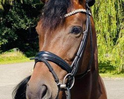 dressage horse Dyani 5 (Hanoverian, 2012, from Don Index)