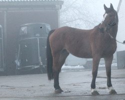 broodmare Tosca De l'Herse (Belgium Sporthorse, 2003, from Kashmir van't Schuttershof)