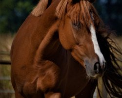 Pferd Daisy Duck 25 (Deutsches Reitpony, 2016, von FS Don't Worry)