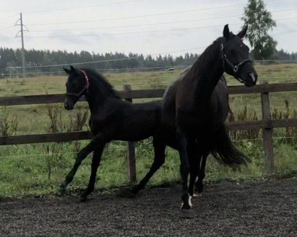 jumper Coupe de Foudre (Swedish Warmblood, 2020, from Coupe de Coeur 2)