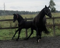 Springpferd Coupe de Foudre (Schwedisches Warmblut, 2020, von Coupe de Coeur 2)