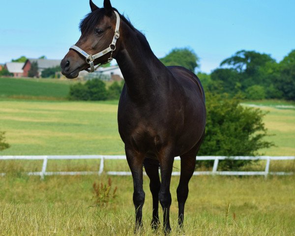 broodmare Buschhof (German Riding Pony, 2002, from Golden Dancer)