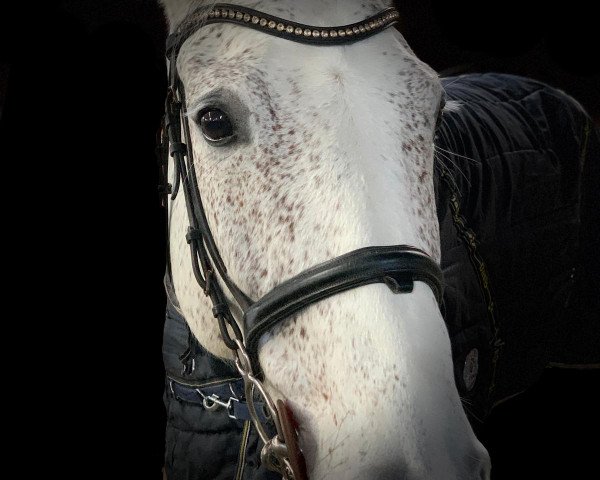 jumper Luise T (German Sport Horse, 2009, from Levistano)