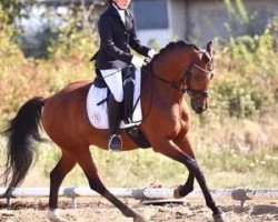 Dressurpferd Chuck Charmeur (Deutsches Reitpony, 2011, von Charivari)