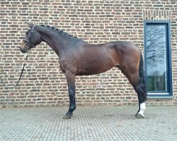 dressage horse Fifty Fabulous (Westphalian, 2010, from Fifty Cent)