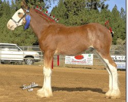 Pferd Sir Dante of Redd Barney (Clydesdale, 2006, von Ozark's Royal Double Aristocrat)