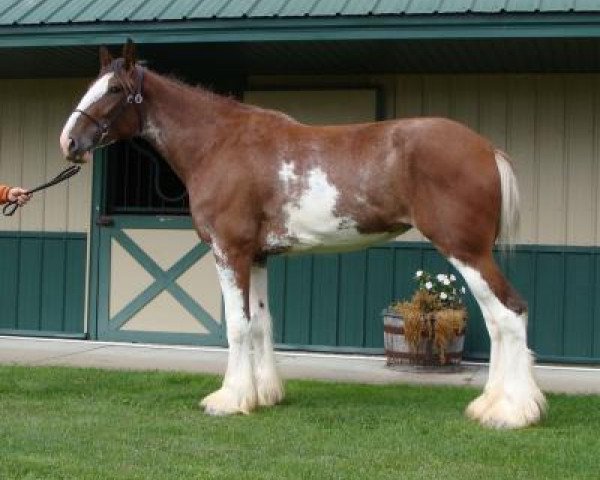 horse Prince Charlie's Siouxsie Sioux of Classic City (Clydesdale, 2014, from Middlebank Prince Charlie)