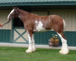 horse Prince Charlie's Siouxsie Sioux of Classic City (Clydesdale, 2014, from Middlebank Prince Charlie)