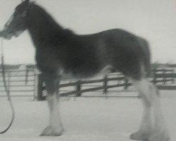 Pferd Simply Sensational 32860 (Clydesdale, 1996, von Doura Sensation)