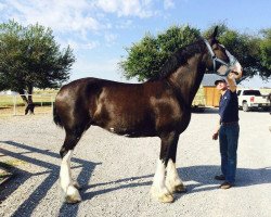 horse Shoreham Dillon (Clydesdale, 2007, from Grandview Eli's Just-In-Step)