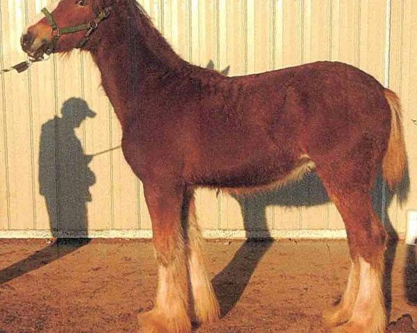 Pferd Shining Meadows Wilson (Clydesdale, 2017, von Maplewood Danielle's Lucas)