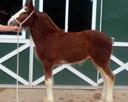 horse Shining Meadows Utah (Clydesdale, 2016, from Maplewood Danielle's Lucas)