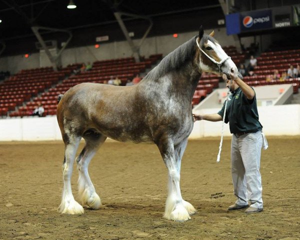 broodmare Shining Meadows Susan (Clydesdale, 2008, from Shining Meadows Beau Zach)