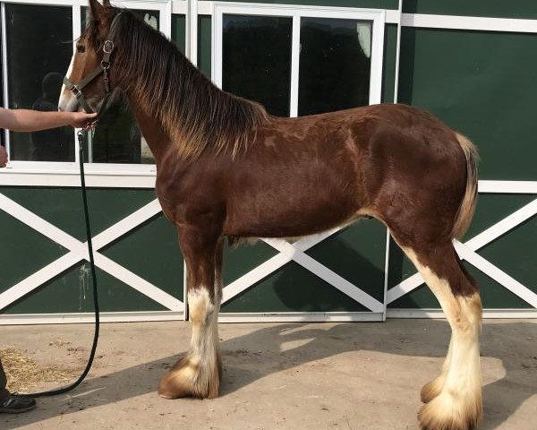 horse Shining Meadows Sullivan (Clydesdale, 2017, from Maplewood Danielle's Lucas)