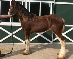 Pferd Shining Meadows Sullivan (Clydesdale, 2017, von Maplewood Danielle's Lucas)