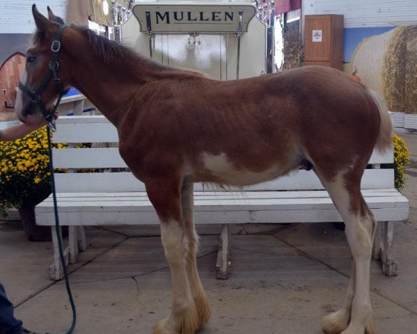 horse Shining Meadows Shade (Clydesdale, 2015, from Maplewood Danielle's Lucas)