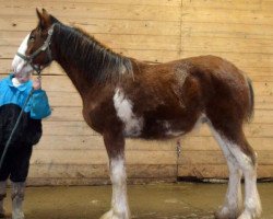 Pferd Shining Meadows Russell (Clydesdale, 2016, von Maplewood Danielle's Lucas)