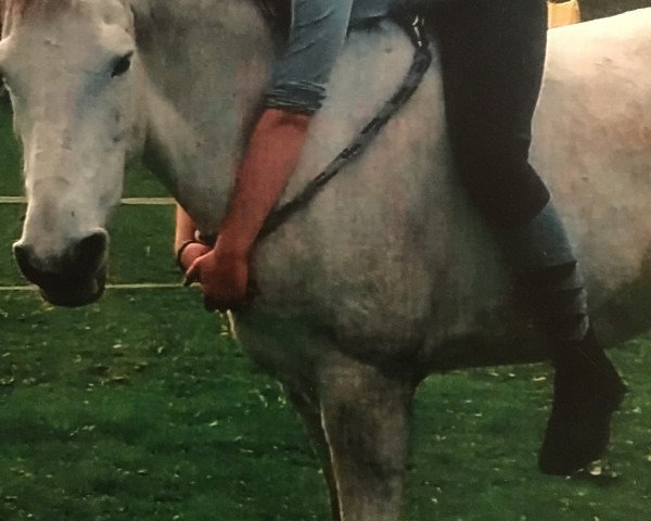dressage horse Amira (Nederlands Welsh Ridepony, 2004)