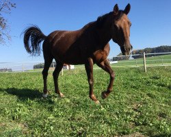 broodmare Hochadels Lauria (Hanoverian, 2009, from Hochadel)