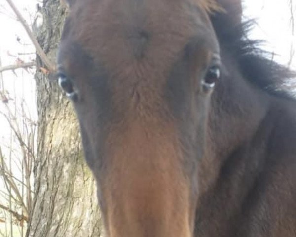 dressage horse Daphne (German Warmblood, 2019, from Decurio 3)