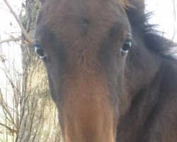 dressage horse Daphne (German Warmblood, 2019, from Decurio 3)