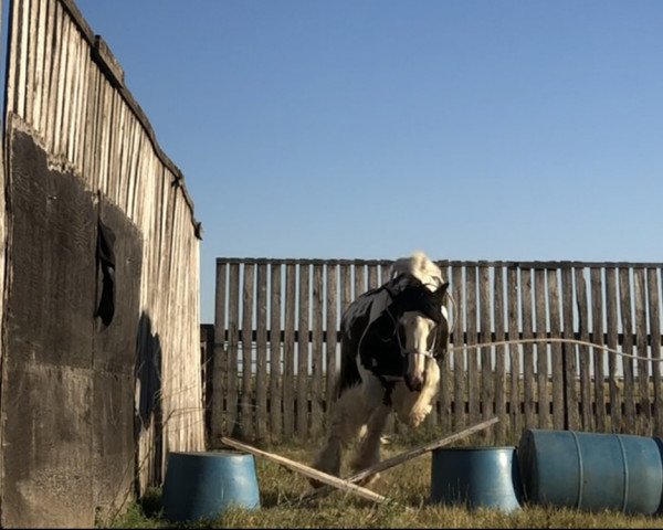 Pferd Rawlings Sterling Prince (Tinker / Irish Cob / Gypsy Vanner, 2006, von Lake Ridge British Sterling)