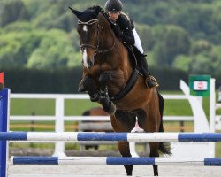 jumper Futjes Z (Zangersheide riding horse, 2015, from Freeman VDL)