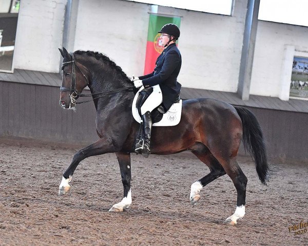 dressage horse Franklin E (Hanoverian, 2009, from For Compliment)
