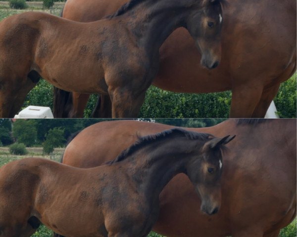 dressage horse Le Domino Unique (Oldenburg, 2020, from Le Vivaldi)