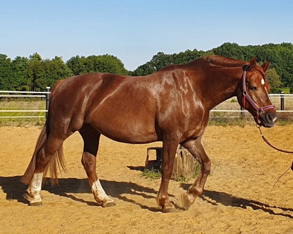 jumper Nadia (Freiberger, 2005, from Neptune des Champs CH)