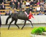 stallion Maracana (Westphalian, 2015, from E.H. Millennium)