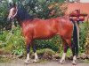 broodmare Belissima 27 (German Riding Pony, 2005, from Black Boy)