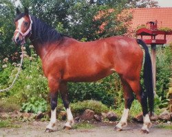 broodmare Belissima 27 (German Riding Pony, 2005, from Black Boy)