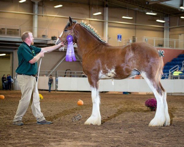 Pferd Shining Meadows Rockwell (Clydesdale, 2015, von Maplewood Danielle's Lucas)