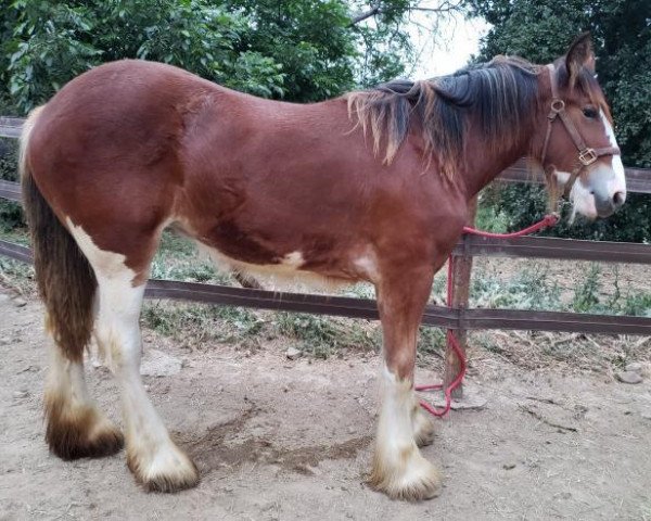 Pferd Wildfire Amanda Jones (Clydesdale, 2018, von Iron Horse MM Steele)